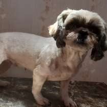 Стрижка, триммер собак и кошек, в Москве