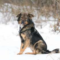 Ищу самых любящих хозяев!, в Москве