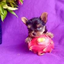 Йорк миниатюрный мальчик, в Москве