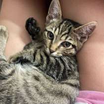 котенок, в Якутске
