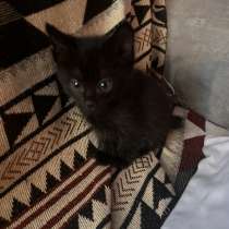 Отдам котят в добрые руки, в Белогорске