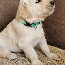Золотистый ретривер, в г.Даугавпилс