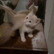 Котенок мальчик сибирской кошки крысолова, в Электростале