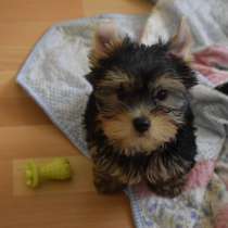 Йоркширский Терьер, в г.Анталия