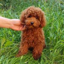 Пудель. Red brown, в г.Гамбург