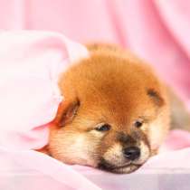 Щенки сиба, в Москве