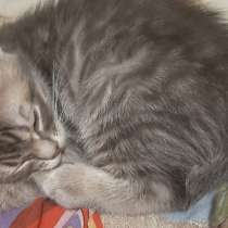Отдам котят (остался полосатый), в г.Луганск