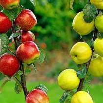 Яблони от питомника " Элитный Сад", в Москве