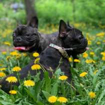 Французский бульдог щенки, в г.Усть-Каменогорск