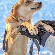 Море обаяния, молодой песик Рыжик в добрые руки, в Саратове