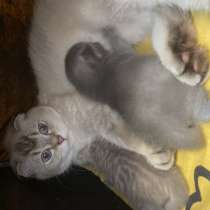 Котята, в Колпино