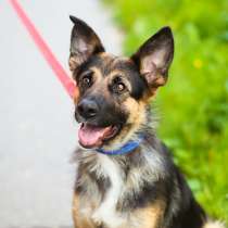 Собачка-бабочка, в Санкт-Петербурге