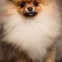 Померанский шпиц. Мини, в г.Гамбург