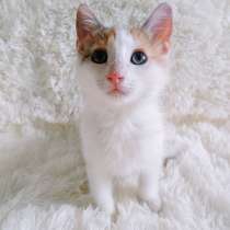 Трехцветная подлиза, растопит любое сердце;), в Санкт-Петербурге