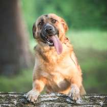 Ищем для мальчика Барни любящую и заботливую семью!, в Москве