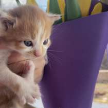 Котята в добрые руки, в Симферополе