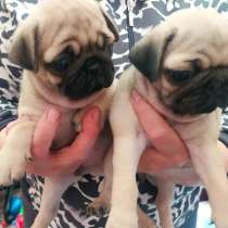 Щенки Мопс, в Владивостоке