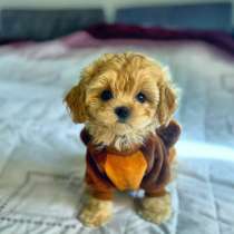 Мальтипу, в Уфе