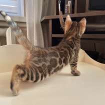 Бенгальская кошка в разведение, в г.Комо
