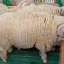 Овечьи шкуры мериноса, в Санкт-Петербурге