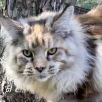 Мейн-кун, в г.Бюль