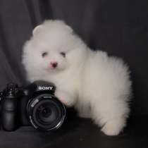 Померанский шпиц, Pomeranian Spitz, в г.Cherokee