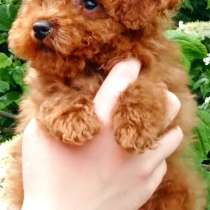 Той пудель. Red, в г.Мюнхен