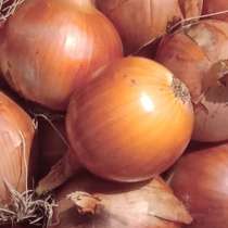 Лук туркменский, в Москве