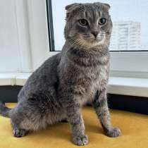 Преданый хозяевами молодой вислоухий котик Тенёк ищет дом, в Москве