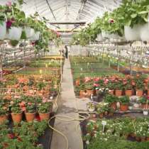 Cultivarea florilor, в г.Кишинёв