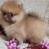 Померанский шпиц. Микро мини, в г.Гамбург