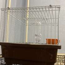 Крысы с клеткой, в Оренбурге