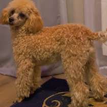 Той пудель, в г.Берлин