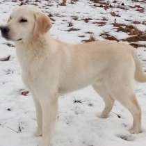 Щенки лабрадора, в г.Хельсинки