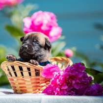 Предлагается для брони 1 великолепный щенок кобель малинуа, в Москве