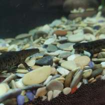 Тритон Испанский, в Москве