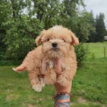 Villakoiran Pennut, в г.Курессааре