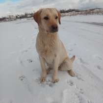 Щенки лабрадора, в г.Хельсинки
