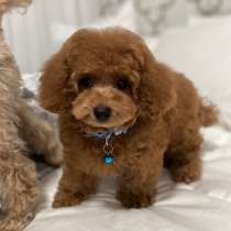 Toy poodle, в г.Aventura