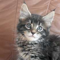 Супер Мальчик Мейн-Кун, в Тихвине