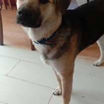 Собака в дар, в г.Кутаиси