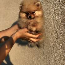 Продаются щенки шпица, в г.Люббен