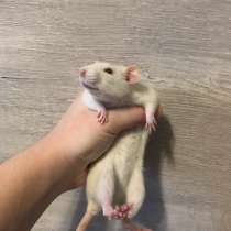 Крыса альбинос, в Химках