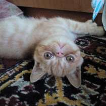 Озорник, в Нижнем Новгороде