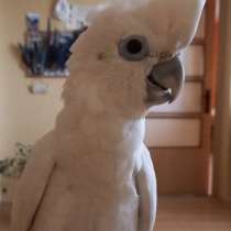 В добрые руки Какаду, в г.Неаполь