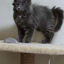 Полидакты мейкуны котята, в Москве