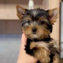 Yorkshire terrier. Girl, в г.Adelberg
