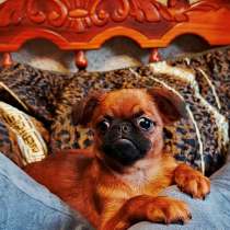 Малый брабансон рыжий мальчик, в Москве