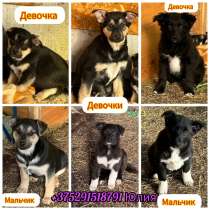 ЩЕНКИ С КЛАДБИЩА В ДАР, ИЩУТ ДОМА!, в г.Минск