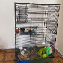 Крысы, в Оренбурге